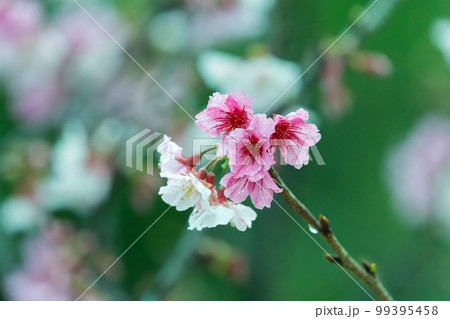 Sakura with raindrops. Fresh pink cherry blossoms after the rain. Sakura with raindrops. Fresh pink cherry blossoms after the rain. 99395458