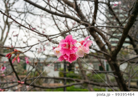 Sakura with raindrops. Fresh pink cherry blossoms after the rain. Sakura with raindrops. Fresh pink cherry blossoms after the rain. 99395464
