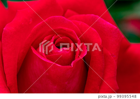 カルメンのように、貴婦人のように、至高の香りを放ち、かぐわしき香りをまとう 99395548