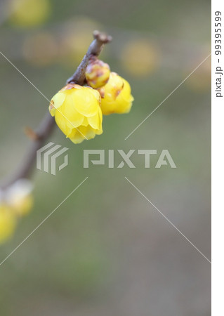 咲き始めたロウバイのクローズアップ【ほころぶ】 99395599