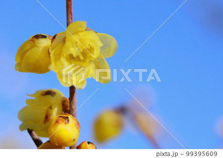 青空に映えるロウバイのクローズアップ 99395609