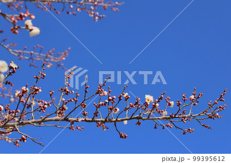 咲き始めた八重咲きの白梅【青空バック】 99395612