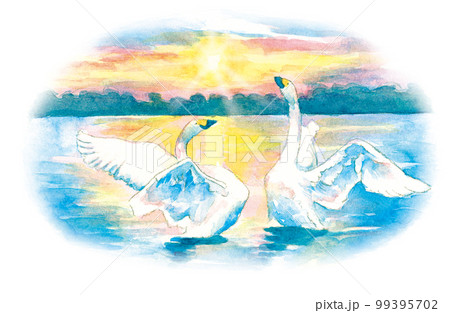 水彩画：白鳥 99395702