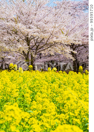 赤城南面千本桜と菜の花 赤城南面千本桜と菜の花 99395710