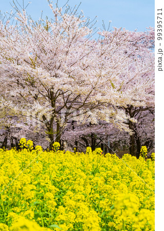 赤城南面千本桜と菜の花 99395711