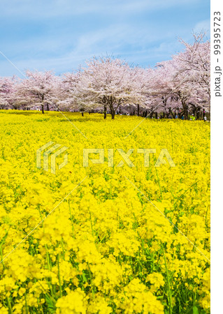 赤城南面千本桜と菜の花 赤城南面千本桜と菜の花 99395723