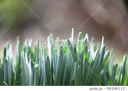 早春の水仙 99396115