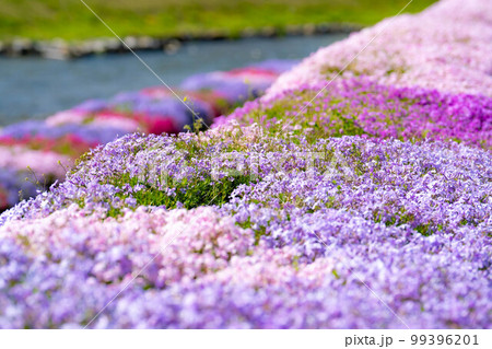 【春素材】大町市農具川の芝桜【長野県】 【春素材】大町市農具川の芝桜【長野県】 99396201