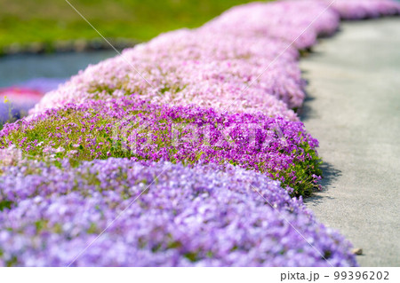 【春素材】大町市農具川の芝桜【長野県】 99396202
