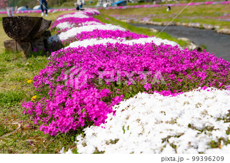 【春素材】大町市農具川の芝桜【長野県】 99396209