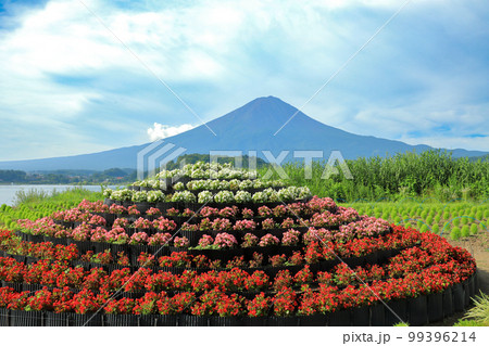 日本の風景 夏の富士山と大石公園 山梨県河口湖町 日本の風景 夏の富士山と大石公園 山梨県河口湖町 99396214