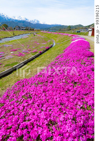 【春素材】大町市農具川の芝桜【長野県】 【春素材】大町市農具川の芝桜【長野県】 99396215