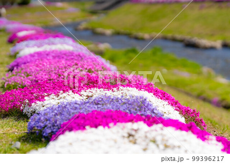 【春素材】大町市農具川の芝桜【長野県】 【春素材】大町市農具川の芝桜【長野県】 99396217