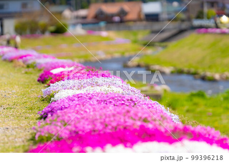【春素材】大町市農具川の芝桜【長野県】 【春素材】大町市農具川の芝桜【長野県】 99396218