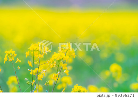 【春素材】春の中山高原の菜の花【長野県】 99396271