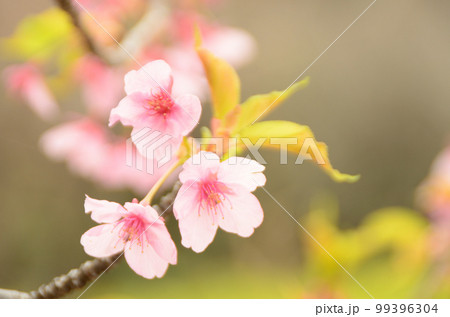 弥生の頃、眺めて過ごす桜の花 99396304