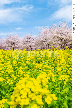 赤城南面千本桜と菜の花 99396464