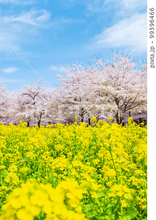 赤城南面千本桜と菜の花 99396466