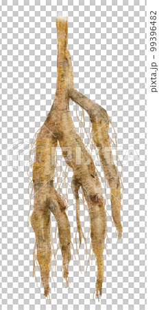 葛根手寫水彩插圖 99396482