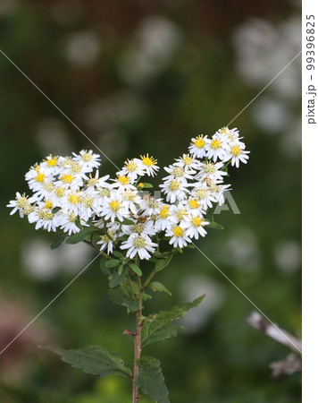 天城高原の植物 嫁菜 天城高原の植物 嫁菜 99396825