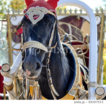 A horse in a festive harness 99397053