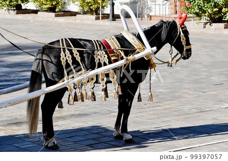 A horse in a festive harness A horse in a festive harness 99397057