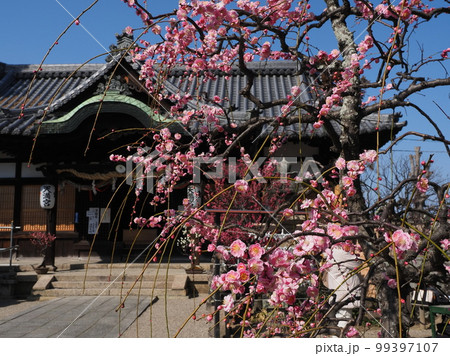 奈良菅原天満宮の梅 奈良菅原天満宮の梅 99397107