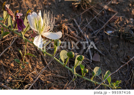 Flowering plant Capparis spinosa. White flowers and buds with green leaves. Vegetable culture: unblown flower buds are pickled, which contain proteins, oil, vitamins. Food and medicine. Flowering plant Capparis spinosa. White flowers and buds with green leaves. Vegetable culture: unblown flower buds are pickled, which contain proteins, oil, vitamins. Food and medicine. 99397416