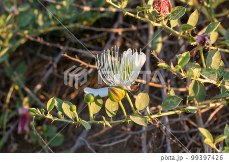 Flowering plant Capparis spinosa. White flowers and buds with green leaves. Vegetable culture: unblown flower buds are pickled, which contain proteins, oil, vitamins. Food and medicine. Flowering plant Capparis spinosa. White flowers and buds with green leaves. Vegetable culture: unblown flower buds are pickled, which contain proteins, oil, vitamins. Food and medicine. 99397426