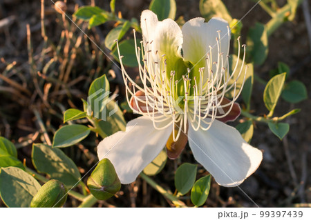 Flowering plant Capparis spinosa. Close-up of a single white flower with green leaves. Vegetable culture: unblown flower buds are pickled, which contain proteins, oil, vitamins. Food and medicine. Flowering plant Capparis spinosa. Close-up of a single white flower with green leaves. Vegetable culture: unblown flower buds are pickled, which contain proteins, oil, vitamins. Food and medicine. 99397439