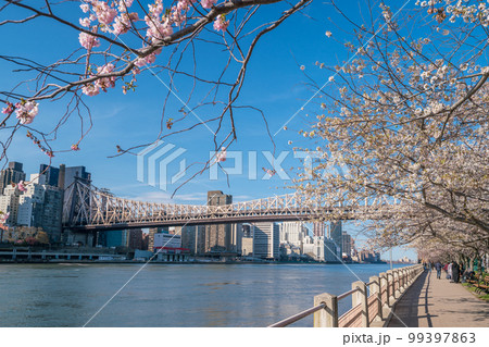 Roosevelt Island during cherry blossom in New York City 99397863