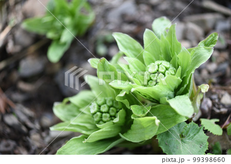 早春のフキノトウ（蕗のとう） 99398660