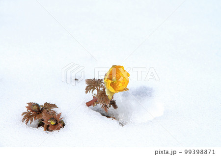 雪の中から顔を出したばかりの福寿草 99398871