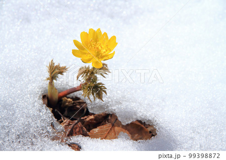 雪の中から顔を出したばかりの福寿草 雪の中から顔を出したばかりの福寿草 99398872