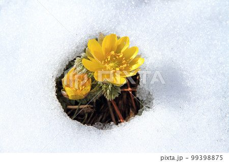 雪の中から顔を出したばかりの福寿草 99398875