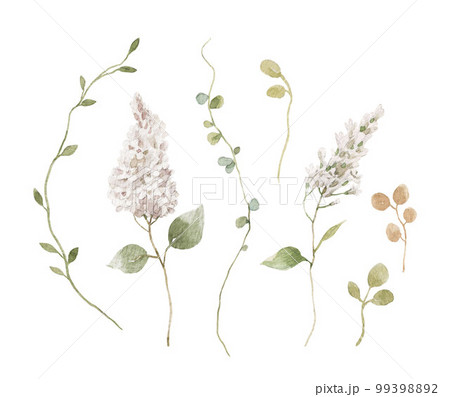 Beautiful floral set with hand drawn watercolor gentle wild herbs and flowers. Stock illustration. 99398892
