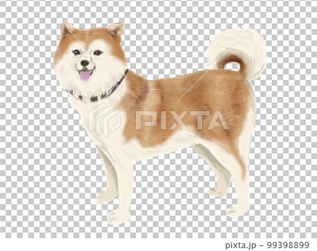 秋田犬的插圖 99398899