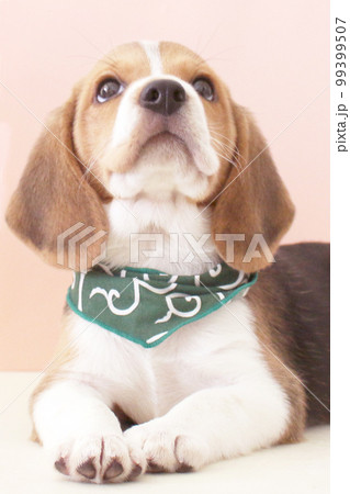 上を向く子犬のビーグル犬 上を向く子犬のビーグル犬 99399507