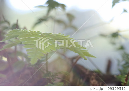 羽根 植物 工場 99399512