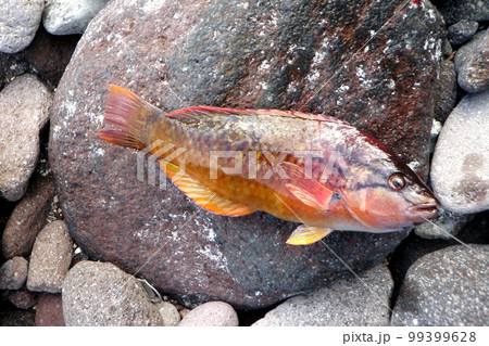 イソベラを釣って、大きい石の上に置いて撮った イソベラを釣って、大きい石の上に置いて撮った 99399628