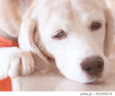 じーっと見つめるビーグル犬 99399679