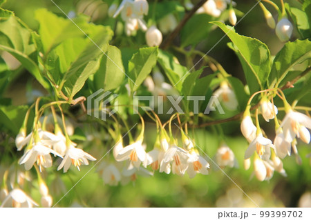 初夏の花/垂れ下がるように下向きの花を咲かせる「エゴノキ」 初夏の花/垂れ下がるように下向きの花を咲かせる「エゴノキ」 99399702