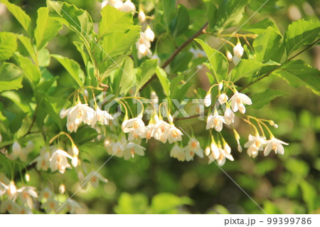 初夏の花/垂れ下がるように下向きの花を咲かせる「エゴノキ」 初夏の花/垂れ下がるように下向きの花を咲かせる「エゴノキ」 99399786