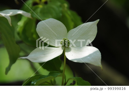 ヤマボウシ花のアップ ヤマボウシ花のアップ 99399816