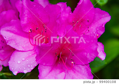 静岡県周智郡森町森 春の風景 静岡県周智郡森町森 春の風景 99400108