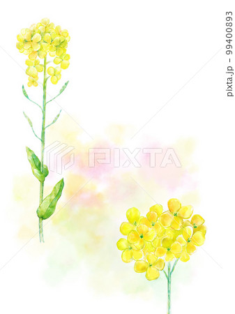 菜の花 菜の花 99400893