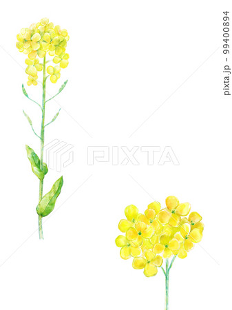 菜の花 99400894