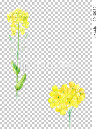 菜の花 99400894