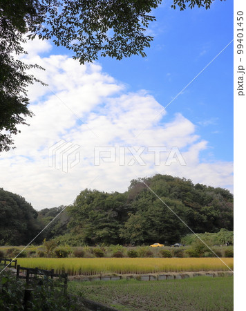 神奈川の田園風景　寺家町 99401450