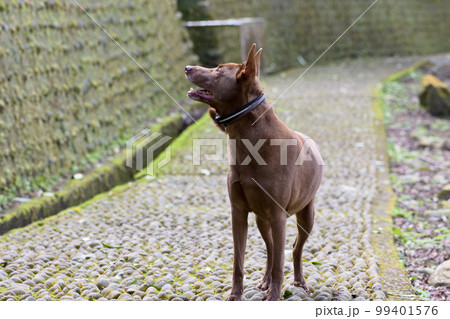 犬 狗 わんこ 99401576